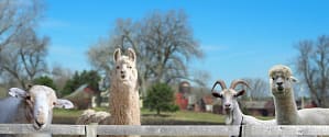 Alpacas at The Wool Market in Estes Park