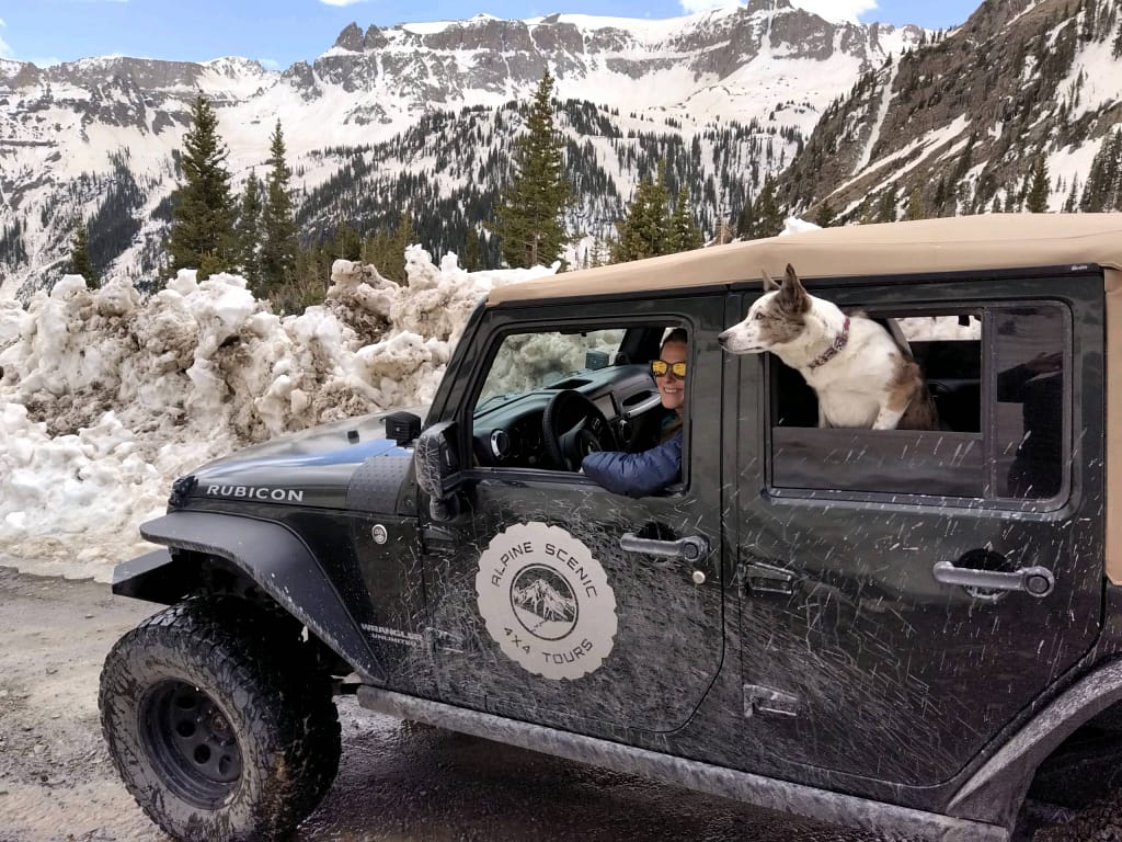 jeep tour with your pet