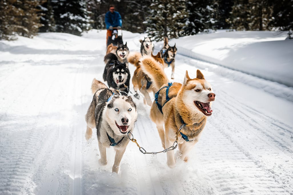 sled dogs