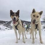 dogs at Grizzle T
