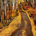 last dollar road in fall