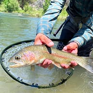 rainbow trout in a net caught in Telluride Colorado