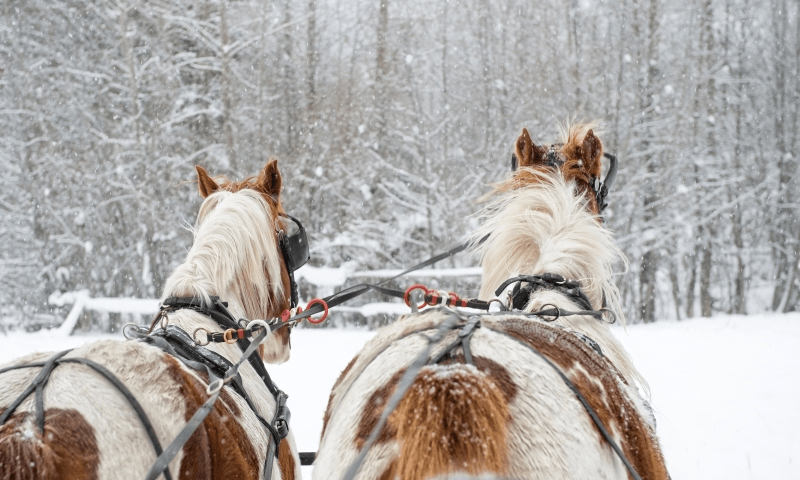 Sleigh Ride in Vail Colorado