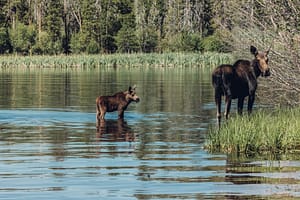 moose