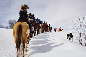 horses and dogs in steamboat