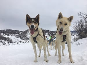 dogs at Grizzle T