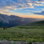 elk in rocky mountain national park at sunset