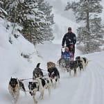 Dogsledding in Steamboat Colorado