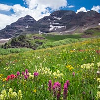 wildflowers in aspen colorado