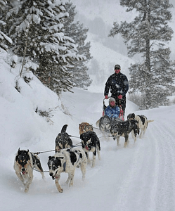 Dogsledding