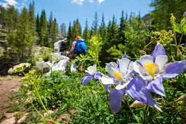 hiking through meadows of columbine
