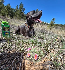 Have extra water and protection for your pets when hiking in Colorado.