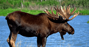 moose
