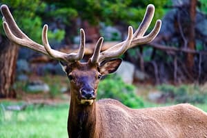 elk