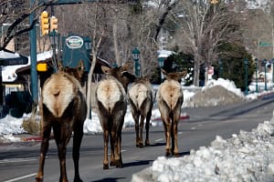 Elk in Estes Park