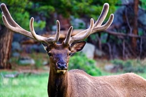 elk