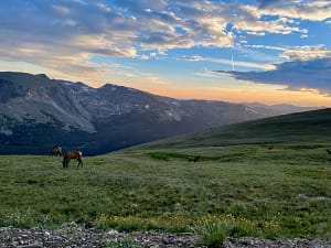 elk grazing upon tree l ine at sunset in Rocky Mountain National Park