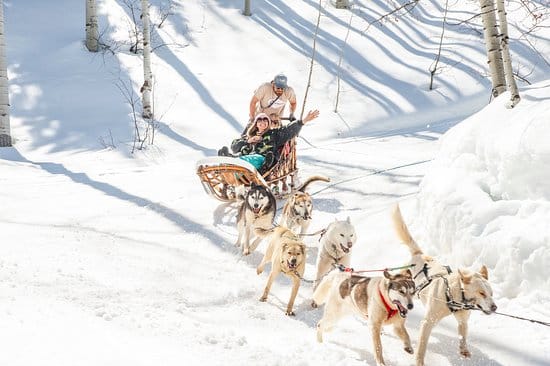 Dogsledding is a winter activity in Aspen
