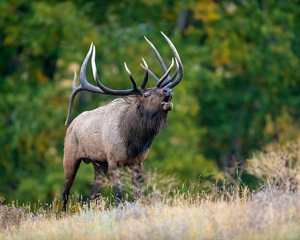 Bull elk in Rocky Mountain National Park