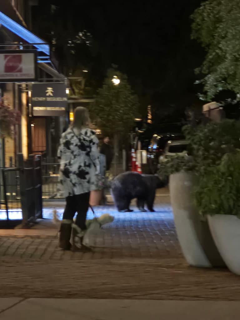 Woman and dog encounters bear in downtown aspen, colorado